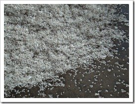 Cottonseed