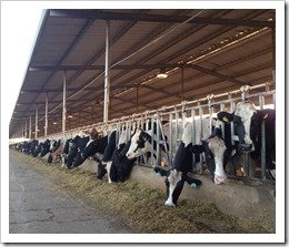 cows dairies antibiotics alternatives healthy keep prevention