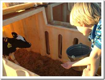 Feeding the baby calves