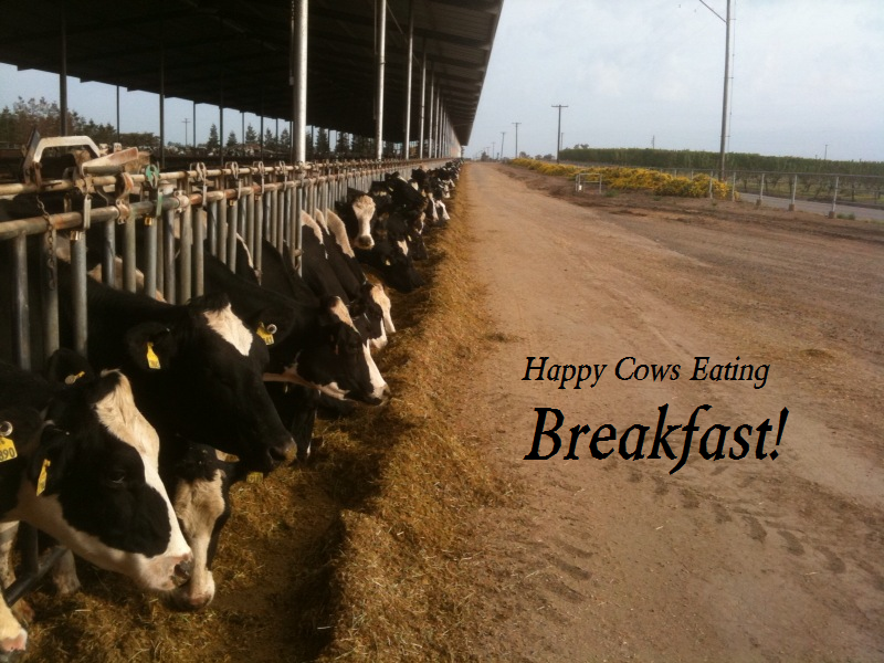 happy-cows-beakfast