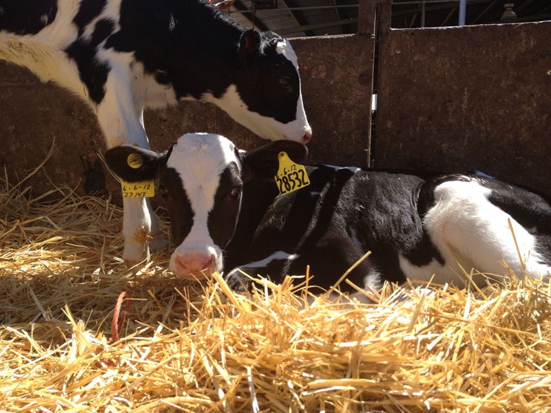 A Baby Calf