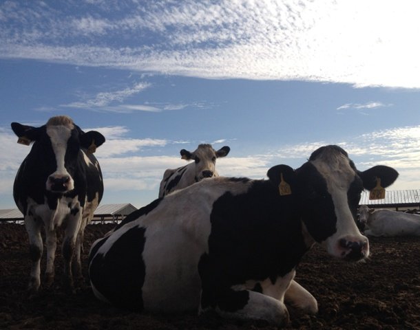 California Cows Enjoying the Sunshine