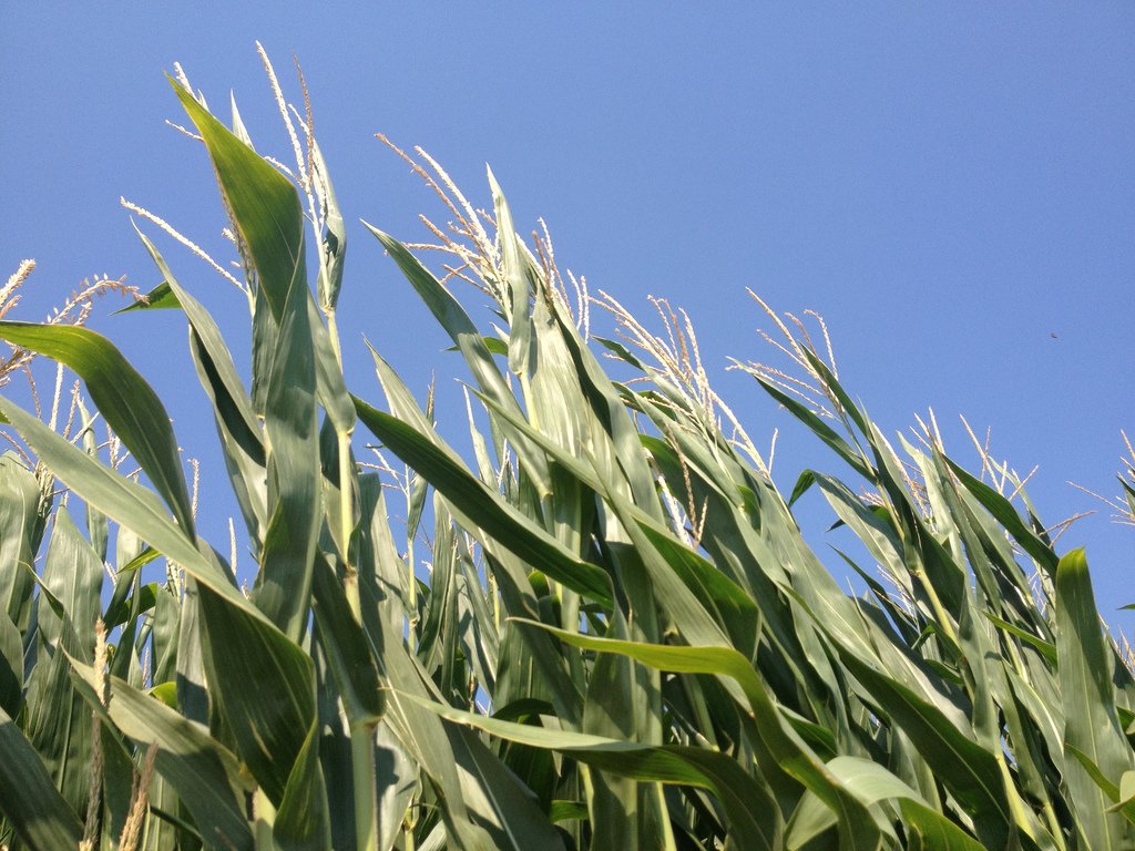 Corn Field