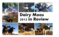 Dairy Moos 2012