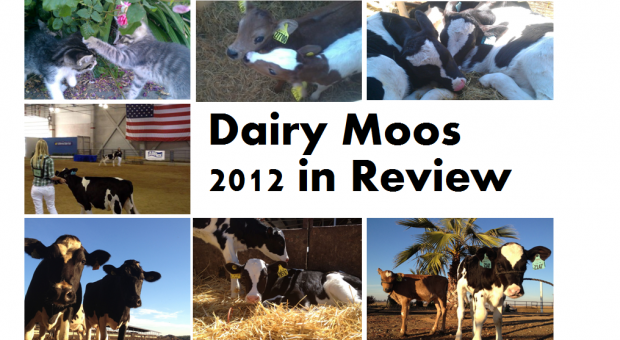 Dairy Moos 2012