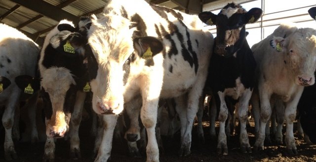 Heifer-Calfs