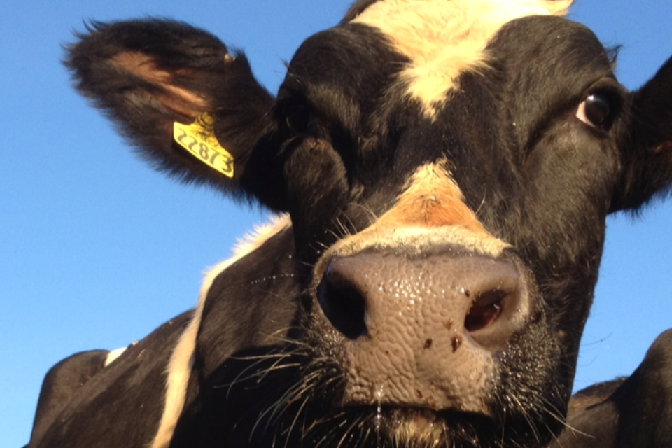Holstein Cow