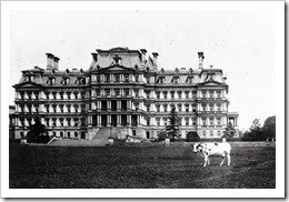 Pauline Wayne Taft's cow