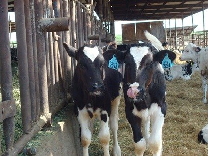 Baby Calf licking nose