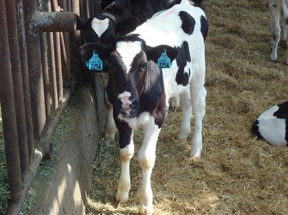 Baby calf