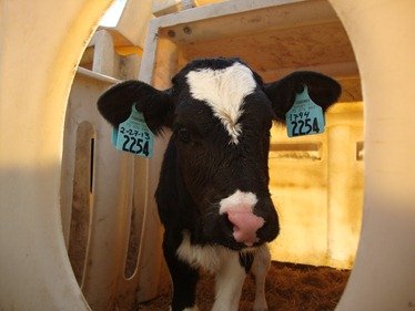 Chocolate in her playpen