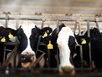 The average cow produces 70 lbs. of milk 