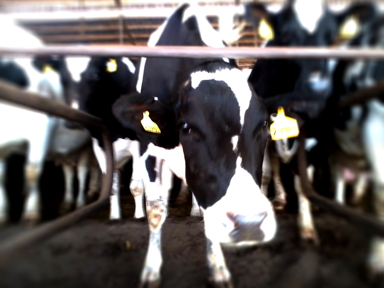 How much do cows weigh