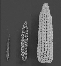 left teosinte, right maize
