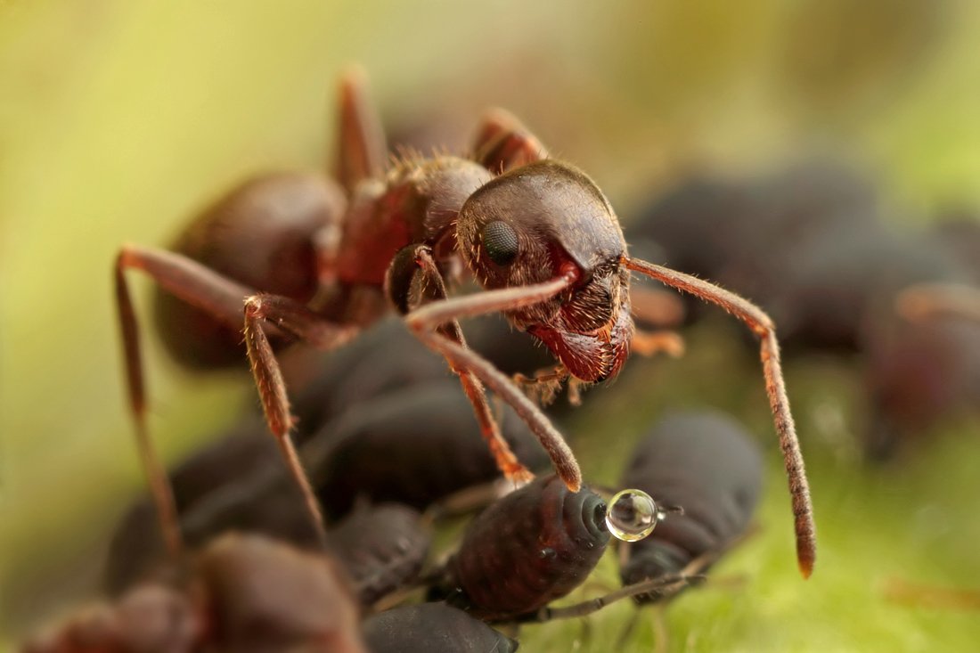 Ants milk Aphids