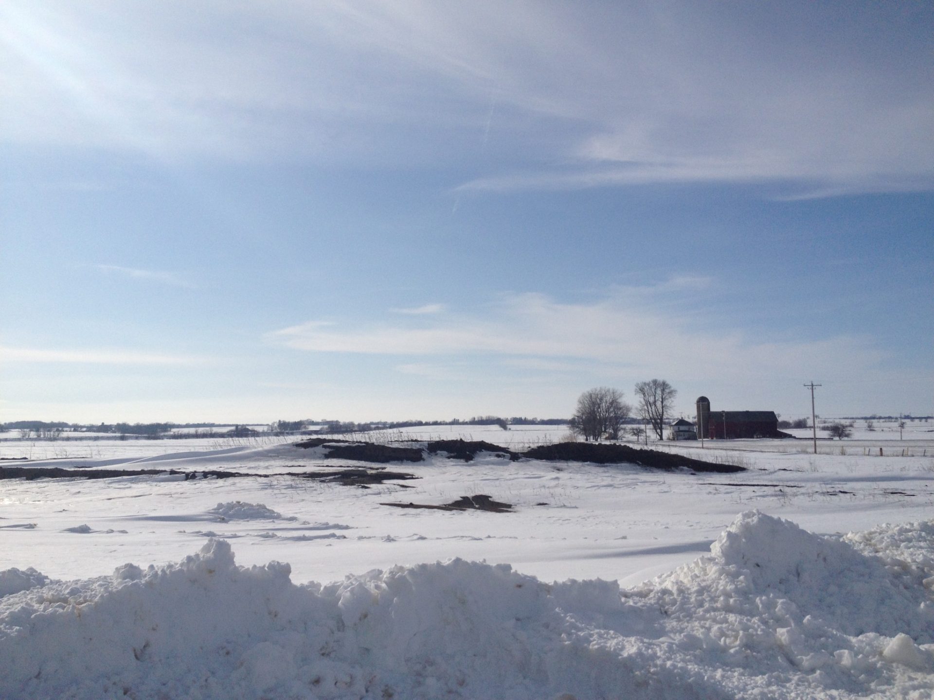 Cows and Cold Weather