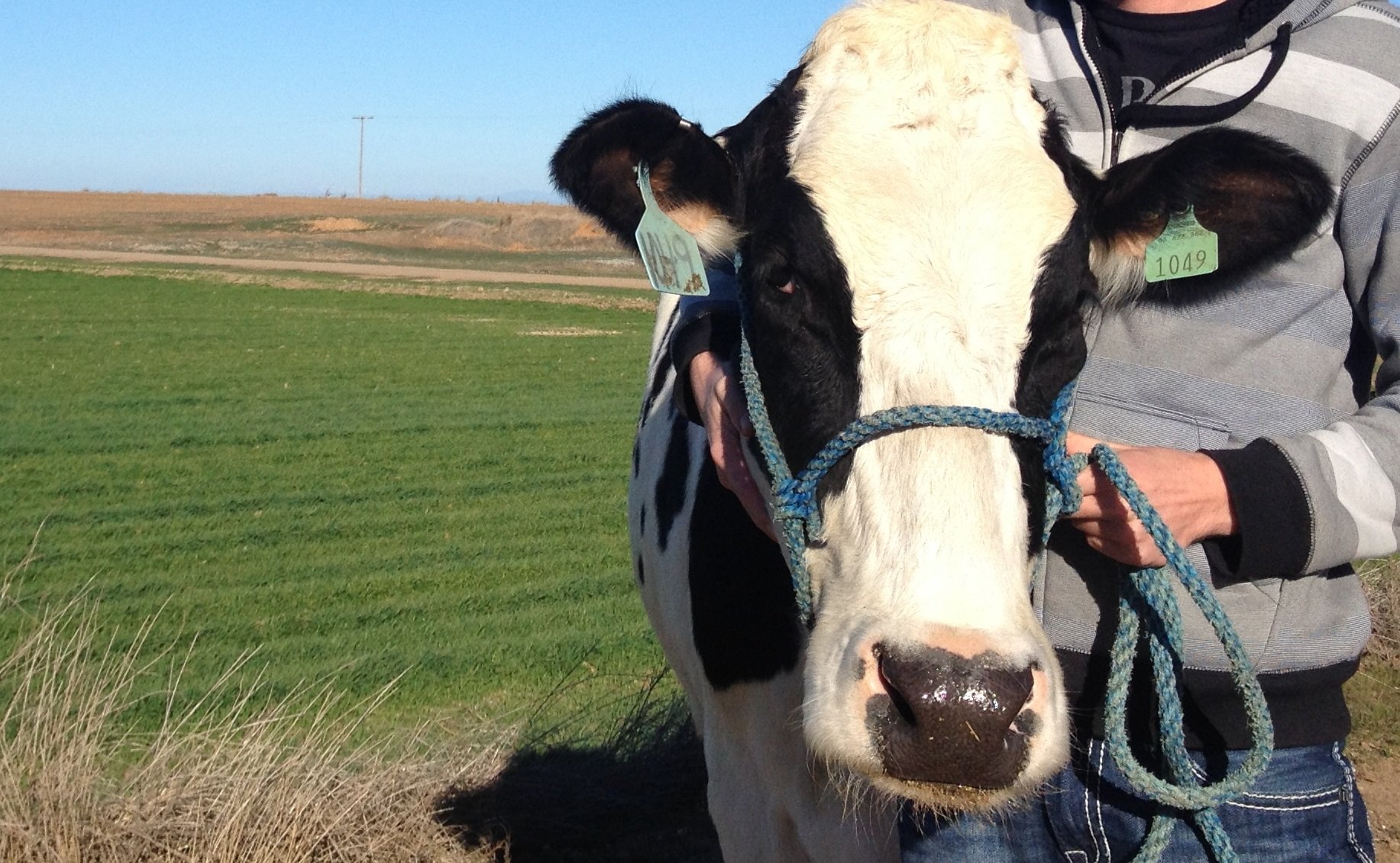 Dairy Farmers Care about Cows