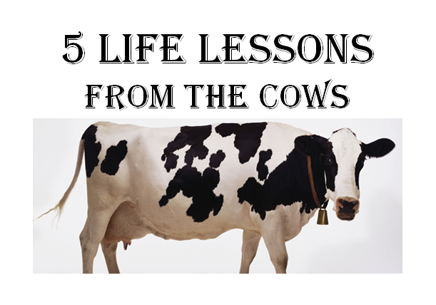 Life lessons cows