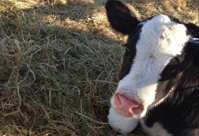 Baby calf