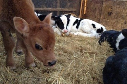 Jersey Calf