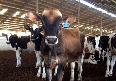 Jersey cows are leaders