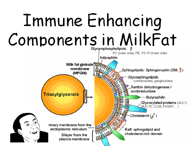 Milk Fat Globule Membrane