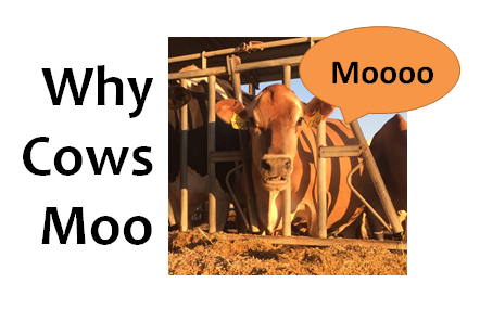 Why cows moo