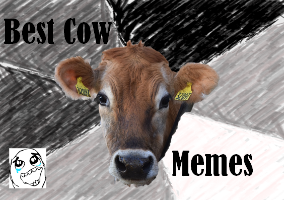 best cow memes 2