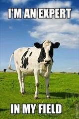 cow meme funny cows expert field farm memes cute puns im way dairy joke jokes milky cattle humor picsmine hilarious