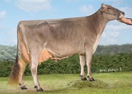 Brown Swiss