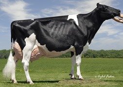 Holstein