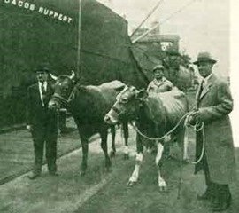 Cows boarding ship for antartica