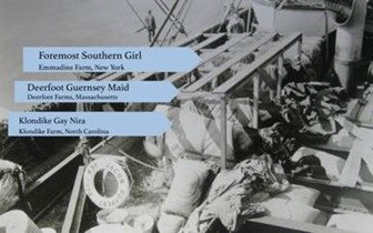 Cows on ship antartica bound