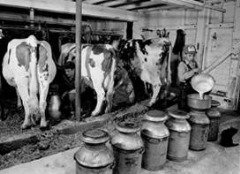 old style dairy barn