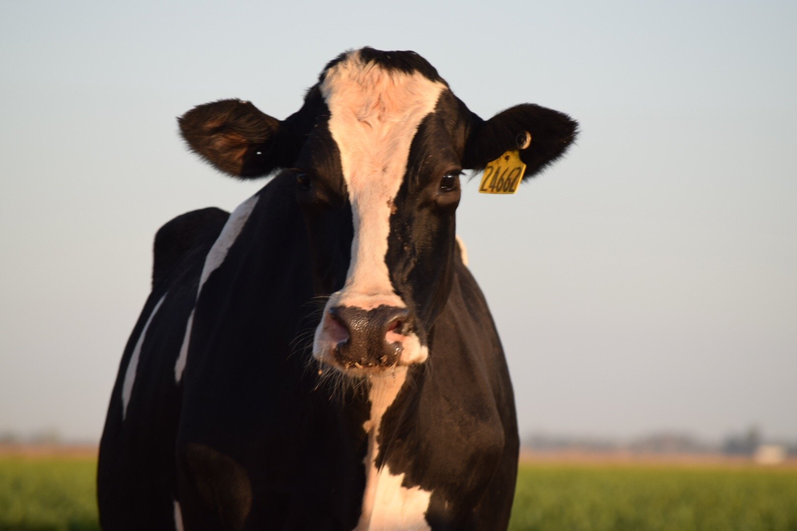Life lessons from the dairy cows