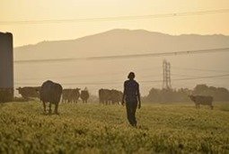 Cows like being milked