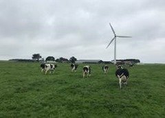 Do cows like getting milked