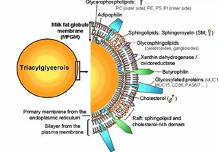 MFGM health benifits