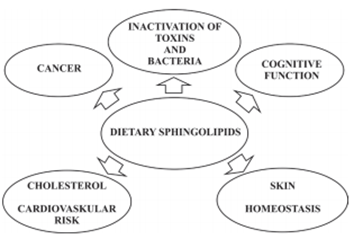 Health Benefits of Spingolipids in dairy 