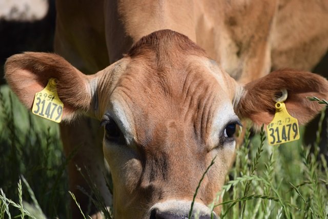 Does milk come from Pregnant Cows