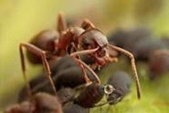 Ants Milk Aphids