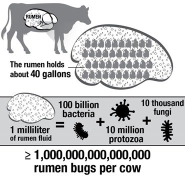 Cows Rumen health