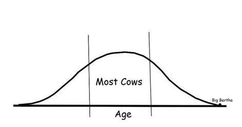 How long cows live