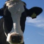 cropped-organic-dairy-cows.jpg