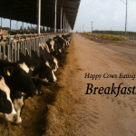 Happy Cows Beakfast