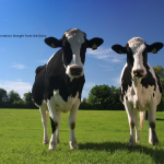 organic-dairy-cows-moos.png