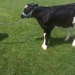 Baby Calf