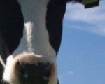cropped-crazymoos1.jpg