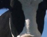 cropped-crazymoos.jpg