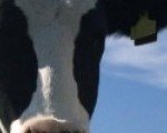 cropped-crazymooscows.jpg